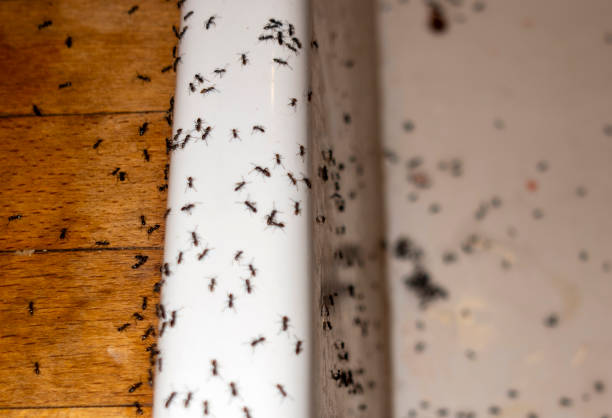 Best Flea Control Services  in Mccoll, SC