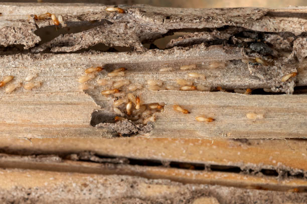 Best Cockroach Control Services  in Mccoll, SC
