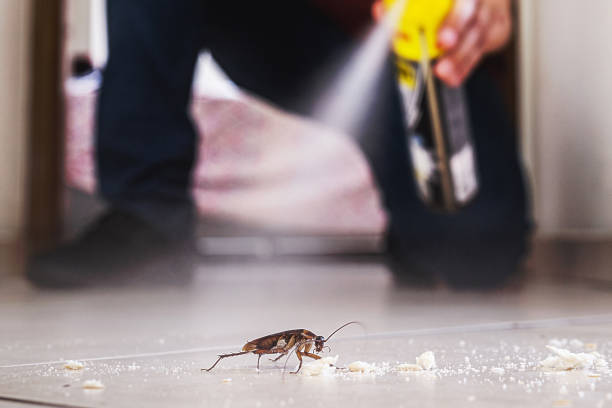 Best Rat Extermination Near Me  in Mccoll, SC