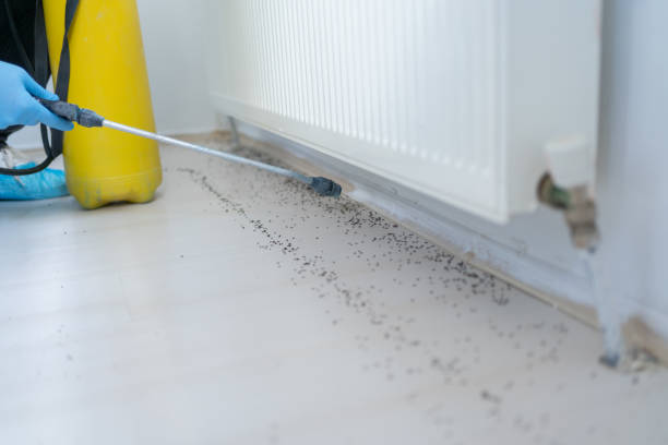 Best Local Pest Control Services  in Mccoll, SC