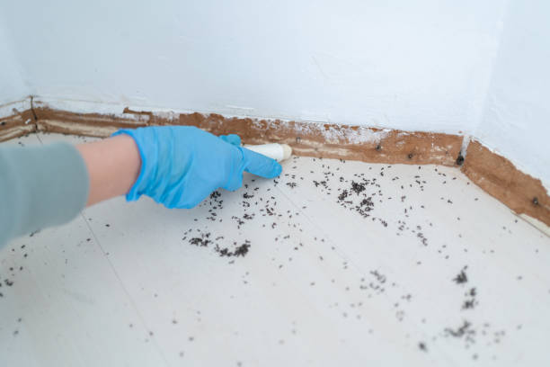 Best Best Pest Control Companies  in Mccoll, SC